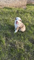 Cheyenne , a female Miniature Australian Shepherd for sale in Blue Eye, MO – Photo 3 of 6