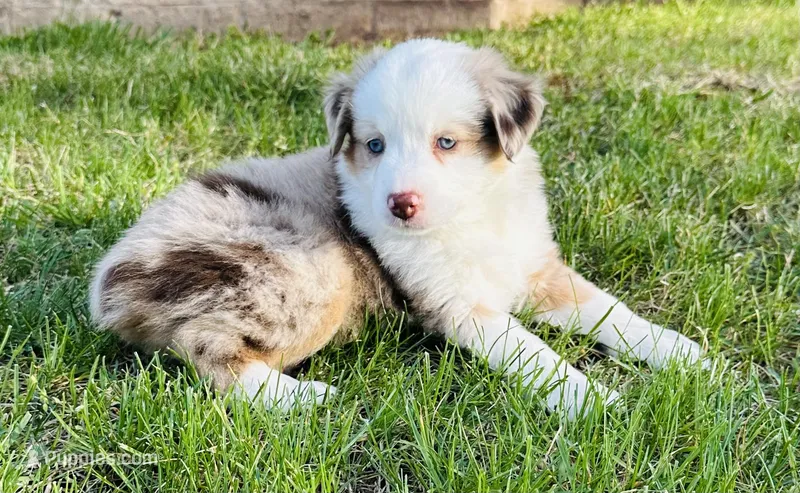 Cheyenne , a female Miniature Australian Shepherd for sale in Blue Eye, MO – Photo 1 of 6