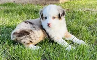 Cheyenne , a female Miniature Australian Shepherd for sale in Blue Eye, MO – Photo 1 of 6
