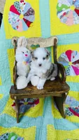 Cheyenne , a female Miniature Australian Shepherd for sale in Blue Eye, MO – Photo 2 of 3
