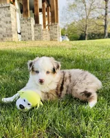 Cheyenne , a female Miniature Australian Shepherd for sale in Blue Eye, MO – Photo 2 of 6