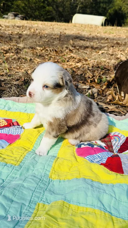 Cheyenne  – Miniature Australian Shepherd puppy for sale in Blue Eye, MO
