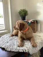 Bingo, a male Golden Retriever for sale in Baltic, OH – 7 of 9