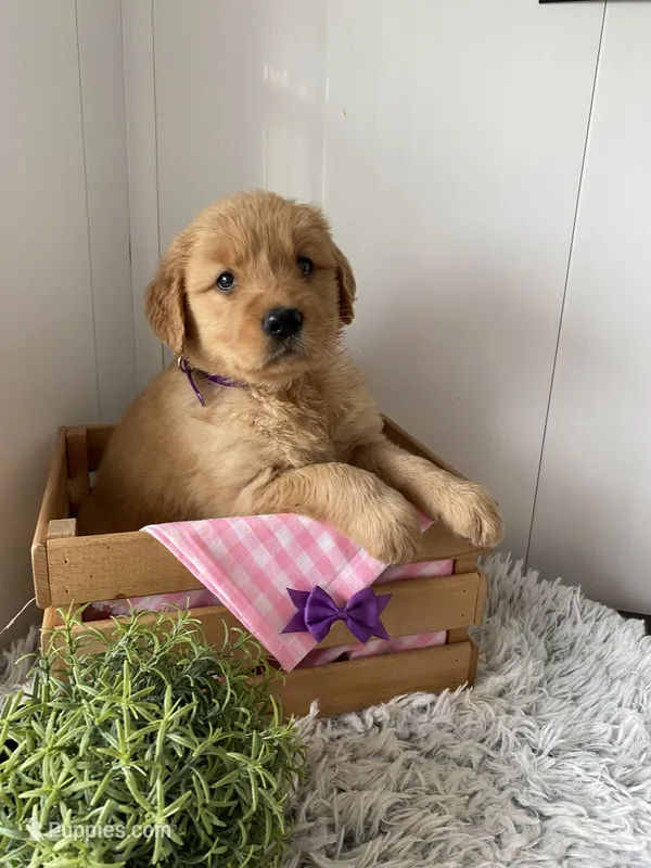 Lola – Golden Retriever puppy for sale in Baltic, OH