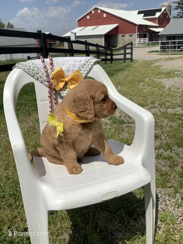 Manny – Golden Retriever puppy for sale in Baltic, OH