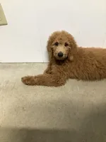 Rascal - F1b standard , a male Goldendoodle for sale in Baltic, OH – 2 of 9