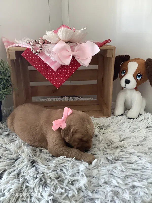 Skye – Golden Retriever puppy on hold in Baltic, OH