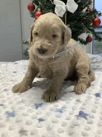 Fido - F1b Standard, a male Goldendoodle for sale in Baltic, OH – Photo 1 of 7