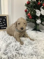Fido - F1b Standard, a male Goldendoodle for sale in Baltic, OH – Photo 3 of 7