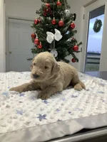 Fido - F1b Standard, a male Goldendoodle for sale in Baltic, OH – Photo 4 of 7