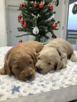 Fido - F1b Standard, a male Goldendoodle for sale in Baltic, OH – Photo 5 of 7