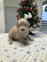 Fido - F1b Standard, a male Goldendoodle for sale in Baltic, OH – Photo 2 of 7