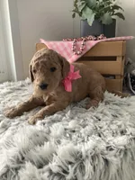 Autumn  F1b standard, a female Goldendoodle for sale in Baltic, OH – Photo 2 of 5
