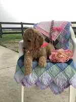 Autumn  F1b standard, a female Goldendoodle for sale in Baltic, OH – Photo 5 of 8