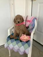 Autumn  F1b standard, a female Goldendoodle for sale in Baltic, OH – Photo 3 of 8