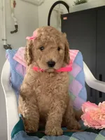 Autumn  F1b standard, a female Goldendoodle for sale in Baltic, OH – Photo 2 of 8