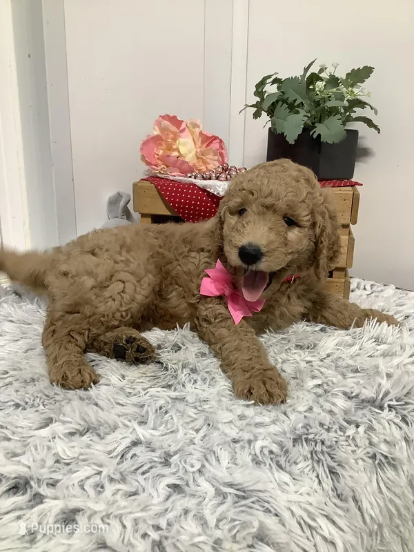 Autumn  F1b standard – Goldendoodle puppy for sale in Baltic, OH