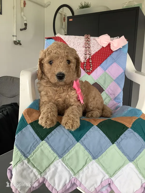 Autumn  F1b standard – Goldendoodle puppy for sale in Baltic, OH
