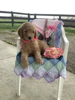 Autumn  F1b standard, a female Goldendoodle for sale in Baltic, OH – Photo 1 of 8