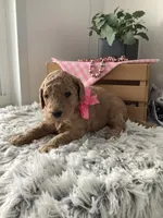 Autumn  F1b standard, a female Goldendoodle for sale in Baltic, OH – Photo 3 of 5