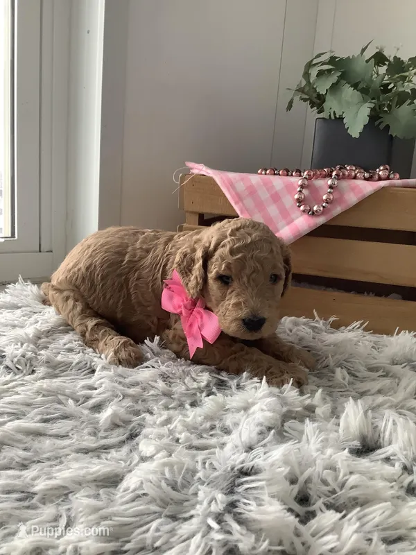 Autumn  F1b standard – Goldendoodle puppy for sale in Baltic, OH