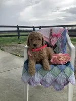 Autumn  F1b standard, a female Goldendoodle for sale in Baltic, OH – Photo 4 of 8