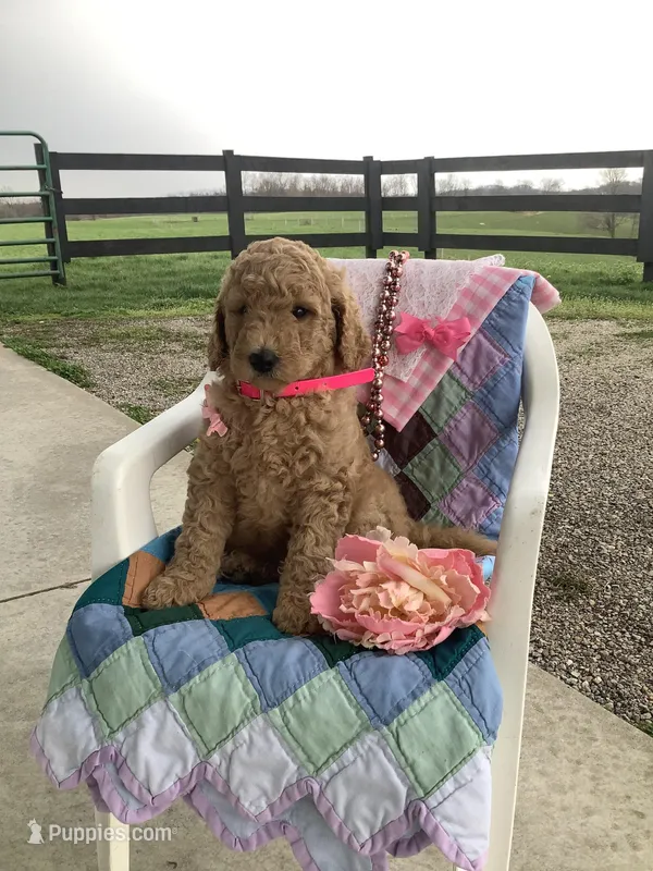 Autumn  F1b standard – Goldendoodle puppy for sale in Baltic, OH