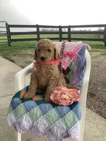 Autumn  F1b standard, a female Goldendoodle for sale in Baltic, OH – Photo 6 of 8