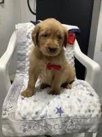 Sammy, a male Golden Retriever for sale in Baltic, OH – 5 of 7