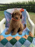 Lindsey-F1bb standard , a female Goldendoodle for sale in Baltic, OH – 4 of 9