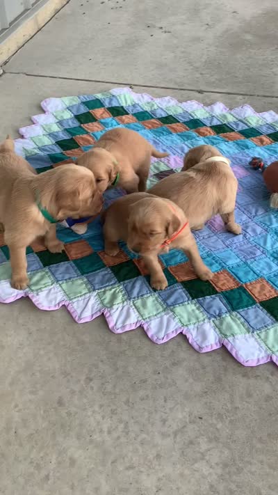 Kyle, a male Golden Retriever for sale in Baltic, OH – 5 of 8
