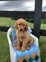 Pumpkin , a female Golden Retriever for sale in Baltic, OH – 6 of 10
