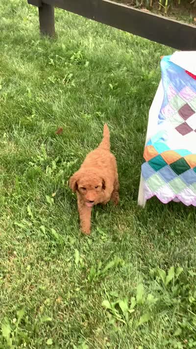 Lindsey-F1bb standard , a female Goldendoodle for sale in Baltic, OH – 5 of 9