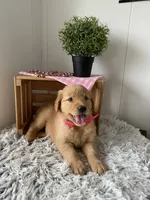 Nola, a female Golden Retriever for sale in Baltic, OH – 3 of 8