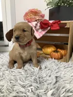 Lindsey, a female Golden Retriever for sale in Baltic, OH – 5 of 9
