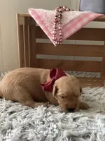 Sheila , a female Golden Retriever for sale in Baltic, OH – 4 of 10