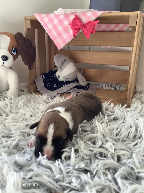 Lady  – Boxer puppy for sale in Baltic, OH