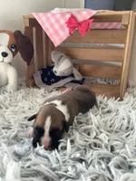 Lady , a female Boxer for sale in Baltic, OH – 1 of 7
