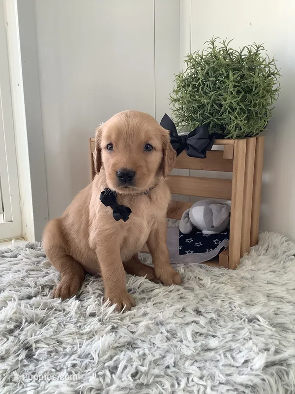 Myles – Golden Retriever puppy for sale in Baltic, OH