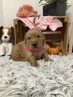 Linda, a female Golden Retriever for sale in Baltic, OH – 2 of 6