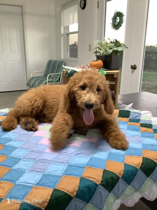 Rascal - F1b standard  – Goldendoodle puppy for sale in Baltic, OH