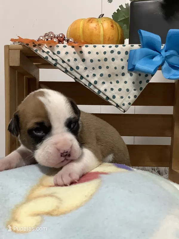 Terry – Boxer puppy for sale in Baltic, OH