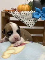 Terry, a male Boxer for sale in Baltic, OH – 1 of 9