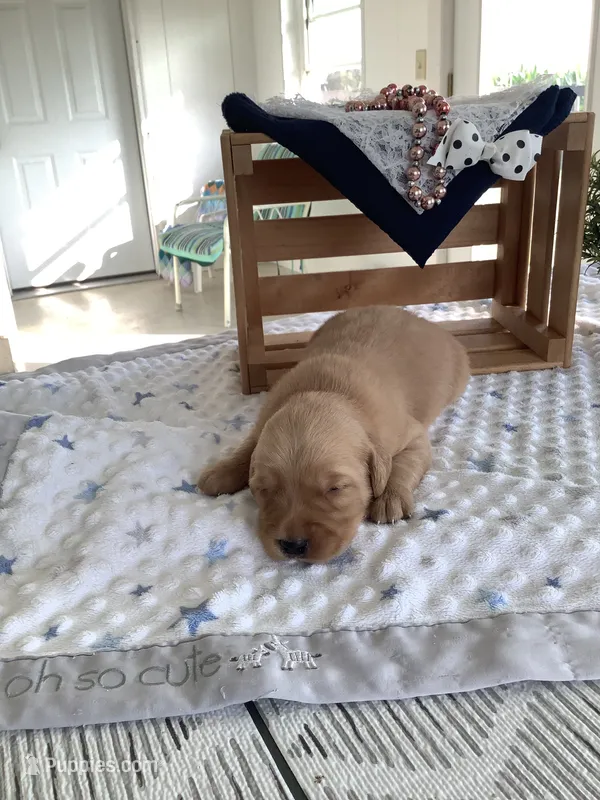 Alex – Golden Retriever puppy for sale in Baltic, OH