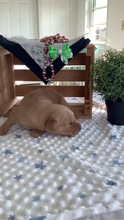 Chase , a male Golden Retriever for sale in Baltic, OH – 5 of 7