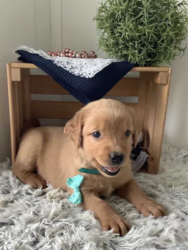 Rocky – Golden Retriever puppy for sale in Baltic, OH
