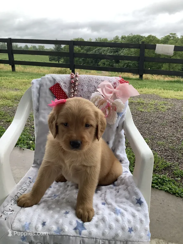 Cassandra  – Golden Retriever puppy for sale in Baltic, OH