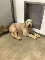 Rascal - F1b standard , a male Goldendoodle for sale in Baltic, OH – 9 of 9