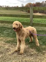 F1bb Goldendoodle - Macho, a male Goldendoodle for sale in Baltic, OH – 9 of 9