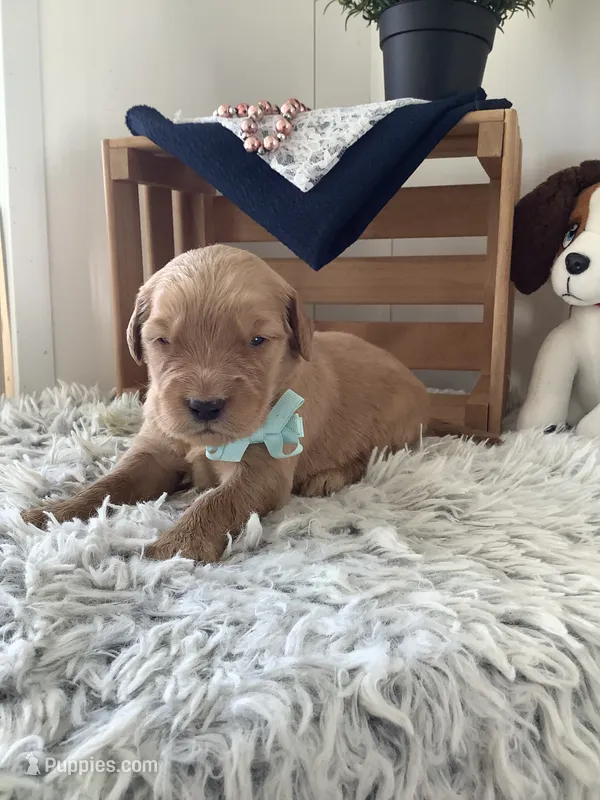 Marshall – Golden Retriever puppy for sale in Baltic, OH